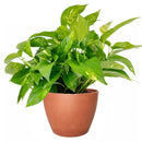 8" pot pothos 'golden' live houseplant for sale, impressive mature trailing vine with abundant golden-variegated heart-shaped leaves, planted in a black eco pot, drought-tolerant and low maintenance, vigorous vining growth habit, bold statement piece for living rooms or entryways, an exceptional and enduring gift