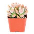 Graptosedum California Sunset