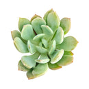 Graptoveria 'A Grim One'