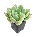 Graptoveria 'A Grim One'