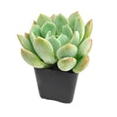 Graptoveria 'A Grim One'