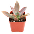Graptoveria Fred Ives