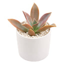 Graptoveria Fred Ives