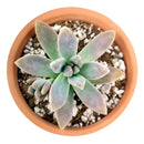 buy graptoveria blue pearl live succulent 2 inch online, blue-gray rosette with lavender stress coloration on leaf tips, compact tight rosette with fleshy water-storing leaves, graptopetalum echeveria hybrid with rare coloring, survives drought and dry heated indoor air, elegant architectural accent for windowsills or plant shelves, a beautiful and easy-care gift for any occasion
