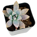 buy graptoveria blue pearl live succulent 2 inch online, blue-gray rosette with lavender stress coloration on leaf tips, compact tight rosette with fleshy water-storing leaves, graptopetalum echeveria hybrid with rare coloring, survives drought and dry heated indoor air, elegant architectural accent for windowsills or plant shelves, a beautiful and easy-care gift for any occasion