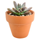 buy graptoveria blue pearl live succulent 2 inch online, blue-gray rosette with lavender stress coloration on leaf tips, compact tight rosette with fleshy water-storing leaves, graptopetalum echeveria hybrid with rare coloring, survives drought and dry heated indoor air, elegant architectural accent for windowsills or plant shelves, a beautiful and easy-care gift for any occasion