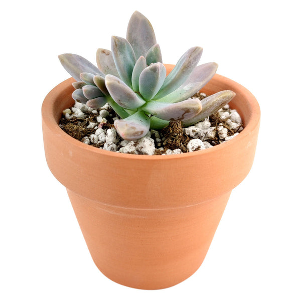 blue pearl succulent Graptoveria Blue Pearl with Care Instruction
