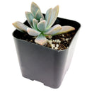 buy graptoveria blue pearl live succulent 2 inch online, blue-gray rosette with lavender stress coloration on leaf tips, compact tight rosette with fleshy water-storing leaves, graptopetalum echeveria hybrid with rare coloring, survives drought and dry heated indoor air, elegant architectural accent for windowsills or plant shelves, a beautiful and easy-care gift for any occasion