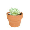 4 inch graptoveria moonglow live succulent for sale, large thick greenish-ivory farina-coated rosette leaves, tight clumping growth with quickly produced offsets, vivid pink blush under full sun, thrives in bright direct light, beautiful centerpiece