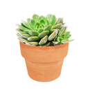 Graptoveria Olivia