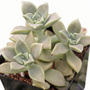 Graptoveria 'Harry Watson'