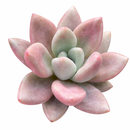 Graptoveria 'Pink Donna'