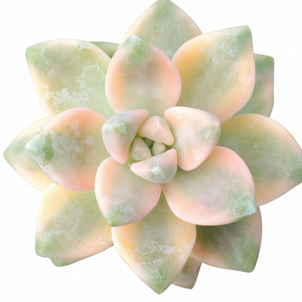 titubans variegated succulent Graptoveria 'Titubans Variegata' – Variegated Porcelain Succulent | Rare Pastel Rosette