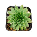 buy sempervivum green wheel live succulent plastic pot online, crisp geometric evergreen rosette with bright green fleshy leaves, tight offset clustering hens and chicks formation, year-round visual interest with seasonal color blush, frost tolerant and deer resistant succulent, elegant architectural accent for shelves or outdoor steps, thoughtful gift for plant lovers and gardeners