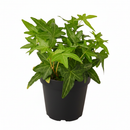 3" pot green ivy plant live air plant for sale, delicate small-leafed trailing vine with waxy green lobed foliage, fast growing starter plant in black cylinder pot, humidity loving bathroom or kitchen plant, evergreen year-round interest, charming boho shelf or basket display, ideal gift for beginner plant parents