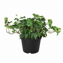 3" pot green ivy plant live air plant for sale, delicate small-leafed trailing vine with waxy green lobed foliage, fast growing starter plant in black cylinder pot, humidity loving bathroom or kitchen plant, evergreen year-round interest, charming boho shelf or basket display, ideal gift for beginner plant parents