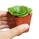 Aeonium undulatum