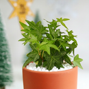 3" pot green ivy plant live air plant for sale, delicate small-leafed trailing vine with waxy green lobed foliage, fast growing starter plant in black cylinder pot, humidity loving bathroom or kitchen plant, evergreen year-round interest, charming boho shelf or basket display, ideal gift for beginner plant parents