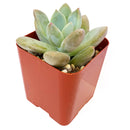 Pachyveria Haagei, Succulents shop near me, how to grow succulents, succulents garden, succulent plant, succulent subscription, cactus, succulents shop in California, succulent care, Pachyveria Haagei in California, How to grow Pachyveria Haagei, echeveria, echeveria succulent, echeveria types, succulent echeveria, buy succulents online, succulent shop, succulent store, echeveria plant