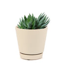 Haworthia reinwardtii f. triebneri