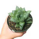 Haworthia cuspidata - Star Window Plant