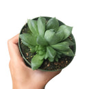 Haworthia cuspidata - Star Window Plant