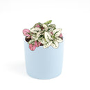 white hypoestes polka dot plant, hypoestes splash white, white splash select polka dot plant, polka dot plant green and white, white splash polka dot plant