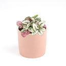 white hypoestes polka dot plant, hypoestes splash white, white splash select polka dot plant, polka dot plant green and white, white splash polka dot plant