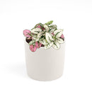 white hypoestes polka dot plant, hypoestes splash white, white splash select polka dot plant, polka dot plant green and white, white splash polka dot plant