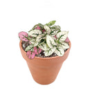 white hypoestes polka dot plant, hypoestes splash white, white splash select polka dot plant, polka dot plant green and white, white splash polka dot plant