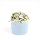 white hypoestes polka dot plant, hypoestes splash white, white splash select polka dot plant, polka dot plant green and white, white splash polka dot plant