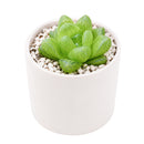 Haworthia Cymbiformis Var. Obtusa