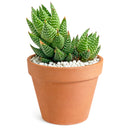 Haworthia reinwardtii f. triebneri