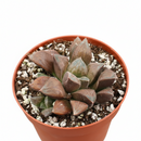 Haworthia Chocolate