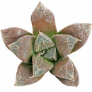 Haworthia Chocolate