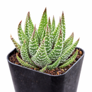 Haworthia Attenuata