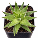 Haworthia fasciata 'Green'
