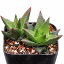 Haworthia resendeana