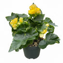 6" pot begonia 'reiger' live houseplant for sale, profuse multi-colored blooms in red orange and yellow tones, waxy heart-shaped leaves with high-gloss finish, dense mounding form reaching 12 to 18 inches at maturity, blooms abundantly in cool bright indoor conditions, a sophisticated and long-lasting gift for plant enthusiasts