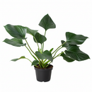 Shade-loving plant, Easy-care houseplant, Air-purifying plant, Decorative office plant, buy indoor plants online