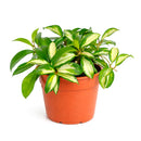 6" pot hoya carnosa krimson princess live houseplant for sale, nursery pot showcasing healthy trailing stems and multiple leaves, thick succulent-like waxy texture with pink blush new growth, thrives in bright indirect light near east or west facing windows, air-purifying qualities for healthier indoor spaces, versatile display as hanging plant or shelf trailer, a treasured gift for plant lovers young and old