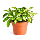6" pot hoya carnosa krimson princess live houseplant for sale, nursery pot showcasing healthy trailing stems and multiple leaves, thick succulent-like waxy texture with pink blush new growth, thrives in bright indirect light near east or west facing windows, air-purifying qualities for healthier indoor spaces, versatile display as hanging plant or shelf trailer, a treasured gift for plant lovers young and old