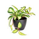 6" pot hoya carnosa krimson princess live houseplant for sale, nursery pot showcasing healthy trailing stems and multiple leaves, thick succulent-like waxy texture with pink blush new growth, thrives in bright indirect light near east or west facing windows, air-purifying qualities for healthier indoor spaces, versatile display as hanging plant or shelf trailer, a treasured gift for plant lovers young and old