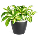 6" pot hoya carnosa krimson princess live houseplant for sale, nursery pot showcasing healthy trailing stems and multiple leaves, thick succulent-like waxy texture with pink blush new growth, thrives in bright indirect light near east or west facing windows, air-purifying qualities for healthier indoor spaces, versatile display as hanging plant or shelf trailer, a treasured gift for plant lovers young and old