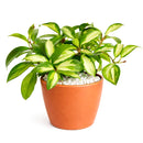 6" pot hoya carnosa krimson princess live houseplant for sale, nursery pot showcasing healthy trailing stems and multiple leaves, thick succulent-like waxy texture with pink blush new growth, thrives in bright indirect light near east or west facing windows, air-purifying qualities for healthier indoor spaces, versatile display as hanging plant or shelf trailer, a treasured gift for plant lovers young and old