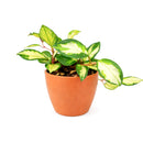 6" pot hoya carnosa krimson princess live houseplant for sale, nursery pot showcasing healthy trailing stems and multiple leaves, thick succulent-like waxy texture with pink blush new growth, thrives in bright indirect light near east or west facing windows, air-purifying qualities for healthier indoor spaces, versatile display as hanging plant or shelf trailer, a treasured gift for plant lovers young and old