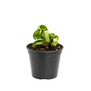 buy hoya rope plant live houseplant 4" pot online, hoya carnosa compacta with classic twisted rope foliage in forest green in a nursery pot, semi-succulent drought tolerant vine, pet-safe non-toxic, easy care for beginners, a beautiful bohemian gift that grows more impressive every year