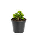 buy hoya rope plant live houseplant 4" pot online, hoya carnosa compacta with classic twisted rope foliage in forest green in a nursery pot, semi-succulent drought tolerant vine, pet-safe non-toxic, easy care for beginners, a beautiful bohemian gift that grows more impressive every year