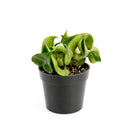 buy hoya rope plant live houseplant 4" pot online, hoya carnosa compacta with classic twisted rope foliage in forest green in a nursery pot, semi-succulent drought tolerant vine, pet-safe non-toxic, easy care for beginners, a beautiful bohemian gift that grows more impressive every year