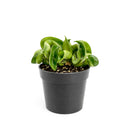 buy hoya rope plant live houseplant 4" pot online, hoya carnosa compacta with classic twisted rope foliage in forest green in a nursery pot, semi-succulent drought tolerant vine, pet-safe non-toxic, easy care for beginners, a beautiful bohemian gift that grows more impressive every year